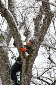 Baumkletterer in einem Baum im Winter