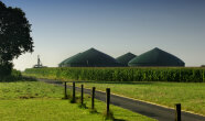 Vier große Silos, davor ein Maisfeld.