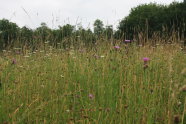 Wiesenmeisterschaft IAB