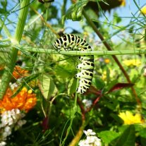 Bunte Raupe an einem Stängel auf einer blühenden Wiese
