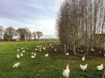 Wiese mit Hühnern und am rechten Rand drei Zeilen mit jungen Bäumen