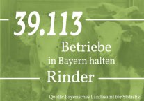 Grafik mit Schrift: 39.113 Betriebe in Bayern halten Rinder.