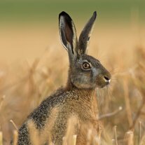 Hase in einem Feld