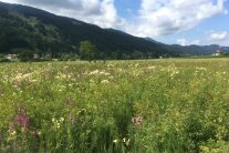 Eine bunt blühende Wiese im Gebirge.