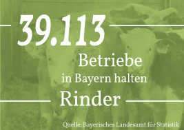 Grafik: 39.113 Betriebe in Bayern halten Rinder. Quelle: Bayerisches Landesamt Statistik