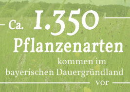 Grafik mit Schriftzug ca.1.350 Pflanzenarten kommen im bayerischen Dauergrünland vor