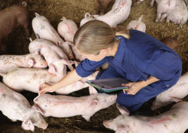 Eine Frau mit Klemmbrett überprüft den Schwanz eines Ferkels inmitten zahlreicher weiterer.