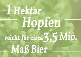 Grafik mit dem Schriftzug: 1 Hektar Hopfen reicht für circa 3,5 Mio. Maß Bier