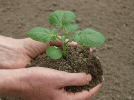Zwei Hände halten eine junge Kartoffelpflanze