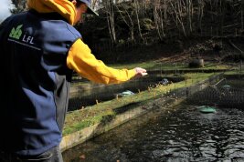 Person beim Fischefüttern an einem Fischteich