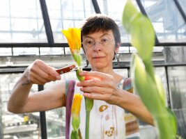 Frau in einem Gewächshaus vermisst eine gelbe Iris