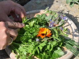 Hand beim Schneiden verschiedener Kräuter und Wildblumen