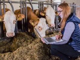 Person mit Laptop im Kuhstall