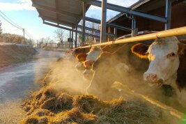 Kühe am Futtertisch in der Morgensonne.