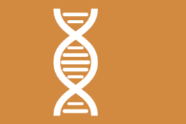 Zeichnung eines DNS-Strangs