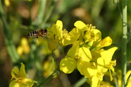 Biene an einer Rapsblüte.