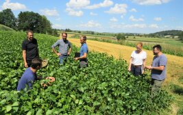 Eine Gruppe von Wissenschaftlern begutachtet die hüfthohen Pflanzen in einem Versuchsfeld mit Streifenanbau.