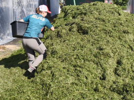 Person auf Silage mit einer Kiste im Arm