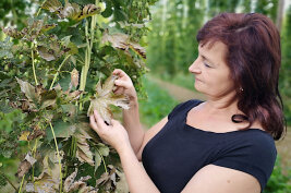 Eine LfL-Mitarbeiterin untersucht die vom Sonnenbrand geschädigte Hopfenpflanze.