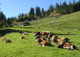 Rinder liegen auf einer Alm vor einer Almhütte.