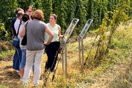 Eine Besuchergruppe steht vor zwei Infotafeln am Rand eines Hopfenfelds.