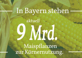 In Bayern stehen aktuell 9 Mrd. Maispflanzen zur Körnernutzung.