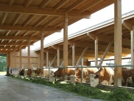 Milchviehstall mit Kühen von Innen.