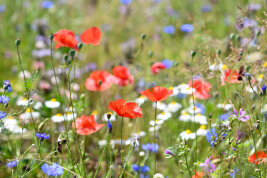 Viele bunte Blüten auf einer Wiese.