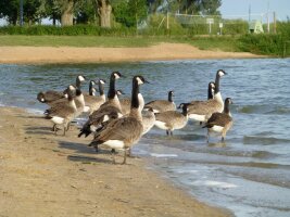 Gänse an einem Strand auf dem Weg ins Wasser