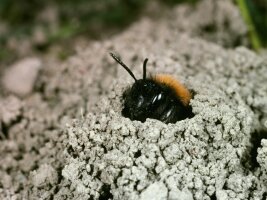 Sandbiene schaut aus einem Sandhügel.