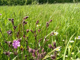 Eine blühende Wiese.