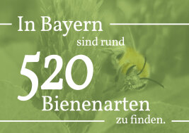 Grafik: In Bayern sind rund 520 Bienenarten zu finden.