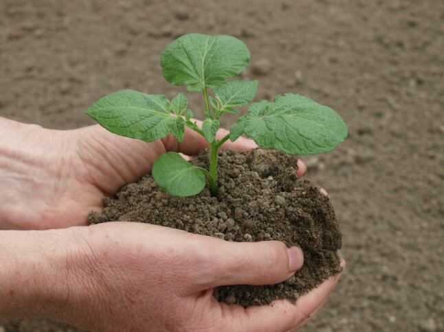 Zwei Hände halten eine junge Kartoffelpflanze
