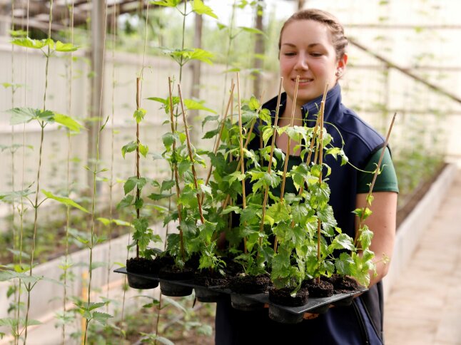 Person in eine Gewächshaus hält junge Hopfenpflanzen in Pflanztöpfen in der Hand