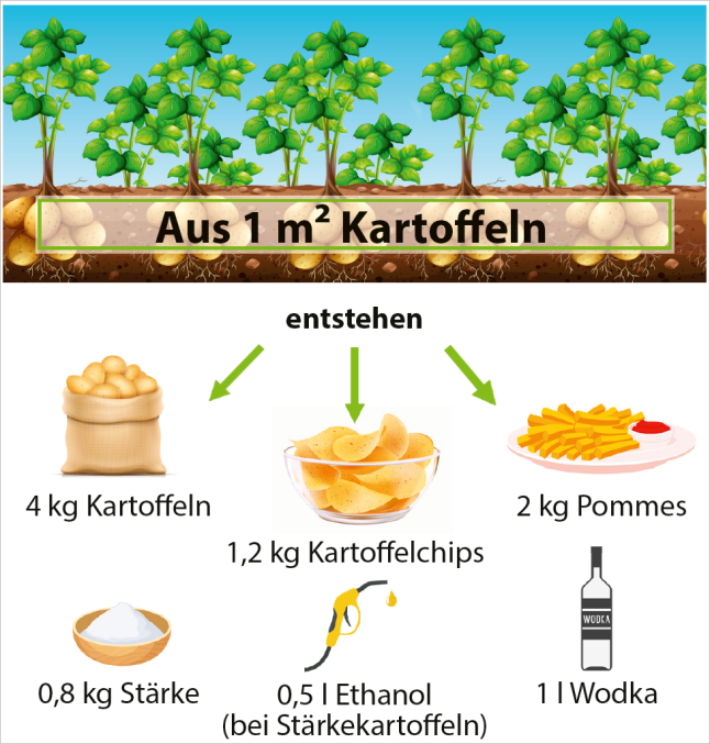 Zeichnung mit Kartoffeln, Pommes, Wodka