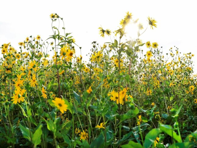 gelb blühende Blumen