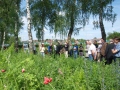 Wildlebensraumfläche Bienenweide