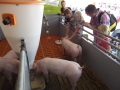 Menschen beobachten Schweine