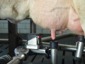 Nahaufnahme eines Euter einer Kuh, die Zitzenbecher eines automatischen Melksystems werden gerade angesetzt