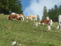 Grasende Kühe in den Bergen