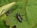 ALB-Käfer auf Blättern