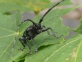 schwarzer Käfer mit langen Fühlern sitzt auf einem grünen Blatt