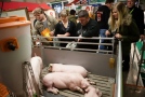 Schweine liegen in einem Stall