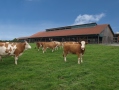 Mehrere Milchkühe auf einer Weide, im Hintergrund der Stall und blauer Himmel
