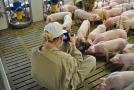 Studentin fotografiert Ferkel im Stall