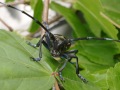 Käfer von vorne auf einem Blatt