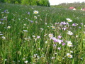 Blühende Wiese