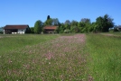 Wiese mit Streifen blühender Pflanzen