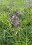 Lupinenblüte vor Lupinenbestand