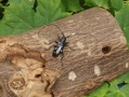 Käfer auf Holzstück mit Löchern